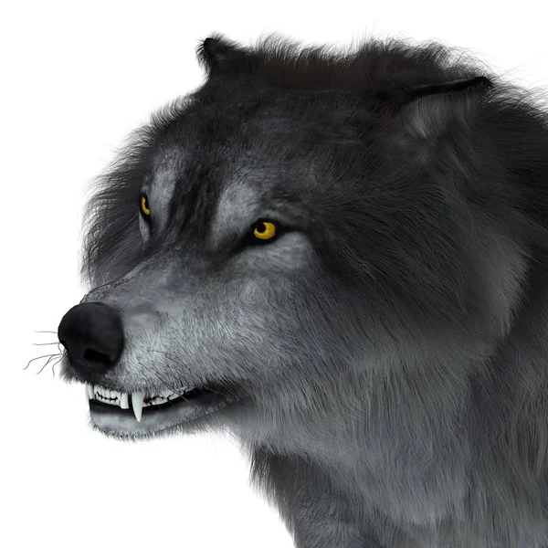 Важка голова вовка — стокове фото