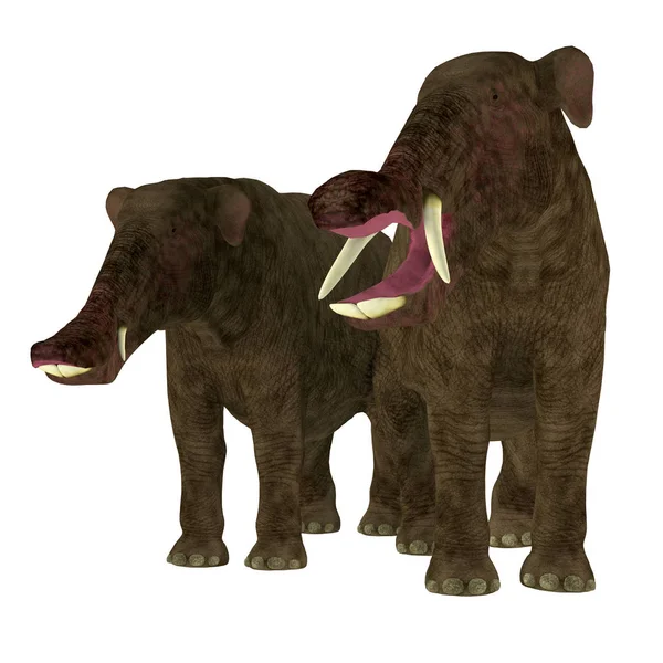 Platybelodon Maschio e femmina — Foto Stock