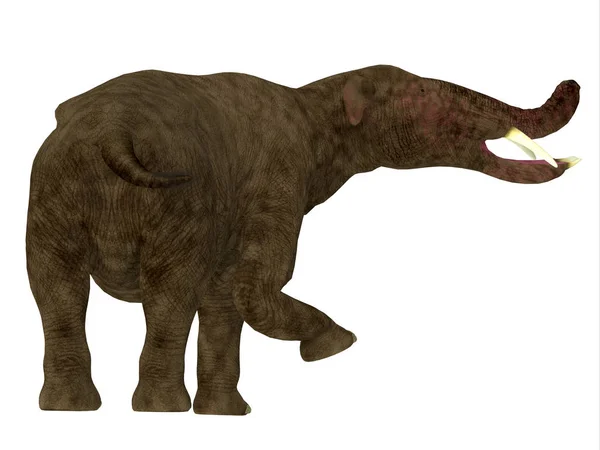 Platybelodon emlős farok — Stock Fotó