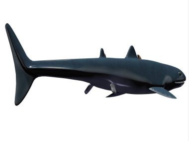 Cladoselache Köpekbalığı Kuyruğu