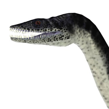 Plesiosaurus Sürüngen Başı