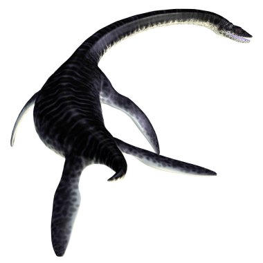 Plesiosaurus Sürüngen Kuyruğu
