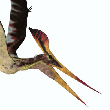 Pteranodon Longiceps Şefi
