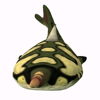 Pteraspis Balık Kafası