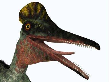 Pterodactylus Pterosaur Başı