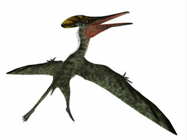 Pterodactylus Pterosaur Kuyruğu