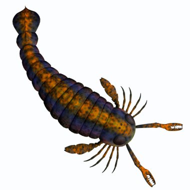 Pterygotus Akrep Kuyruğu