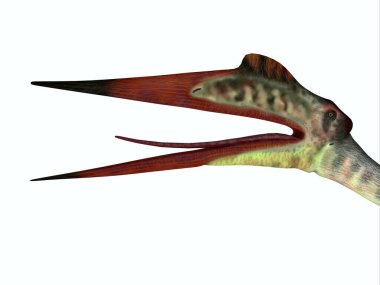 Quetzalcoatlus Sürüngen Başı