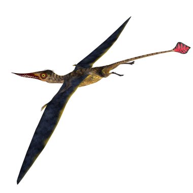 Rhamphorhynchus Pterosaur Kuyruğu
