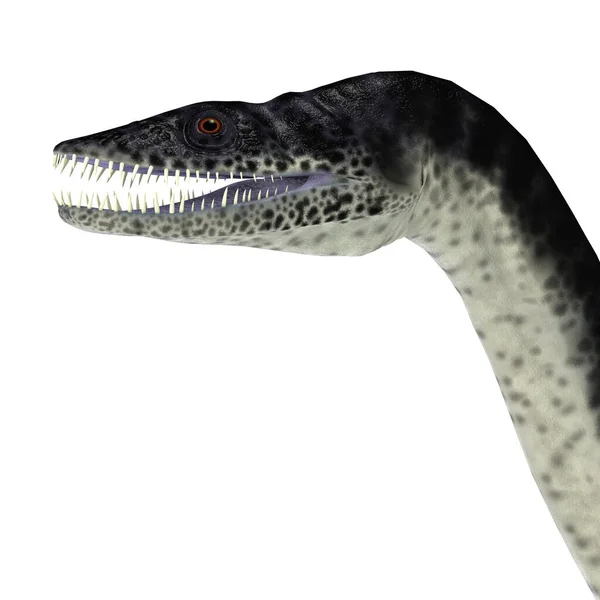 Plesiosauro Testa di rettile — Foto Stock