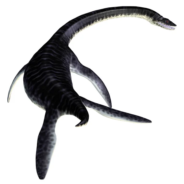 プレシオサウルス爬虫類尾 — ストック写真