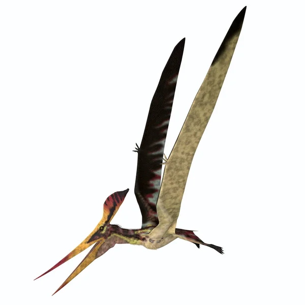 Pteranodon longiceps Voo — Fotografia de Stock