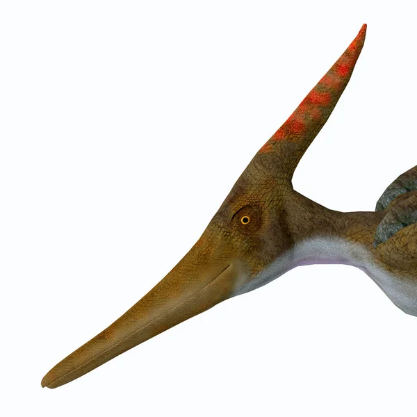 Pteranodon Reptielenhoofd — Stockfoto