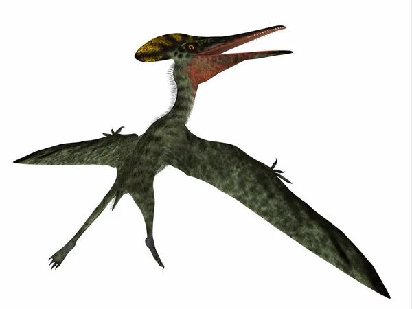 Pterodactylus Pterosaur Kuyruğu — Stok fotoğraf