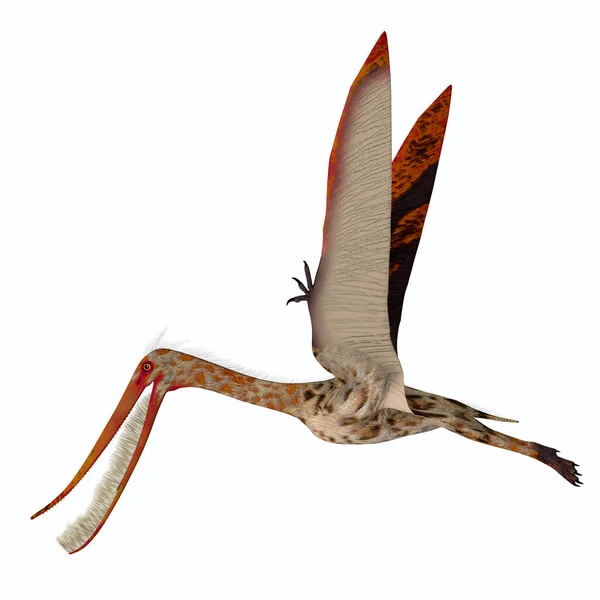 Pterodaustro Pterossauro Asas para cima — Fotografia de Stock