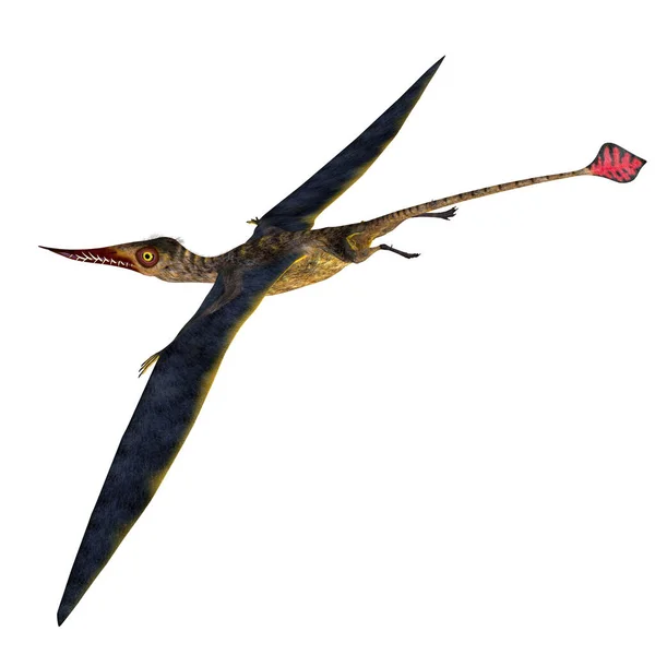 Coda di pterosauro del Rhamphorhynchus — Foto Stock