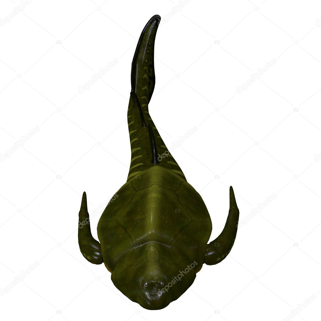Bothriolepis Fish Head
