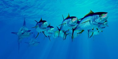 Yırtıcı Mavi Kılıçbalığı, Atlantik Okyanusu 'ndaki bir sualtı okulu olan Yellowfin Ton Balığı' nın peşinde..
