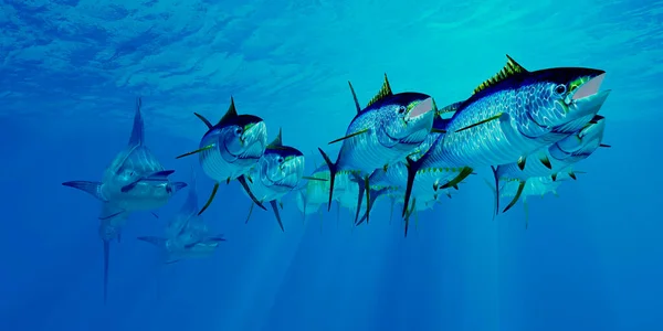 Marlin Azul Depredador Persigue Una Escuela Submarina Atún Aleta Amarilla —  Fotos de Stock