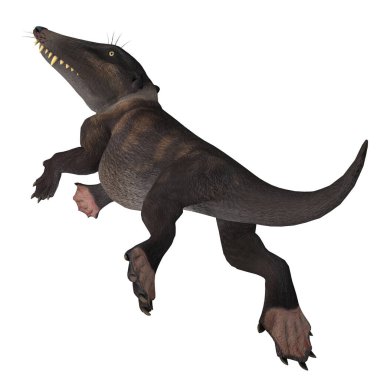 Ambulocetus balinanın ilkel su samuru gibi atasıydı ve Eocene Dönemi boyunca Pakistan ve Hindistan 'da yaşadı..
