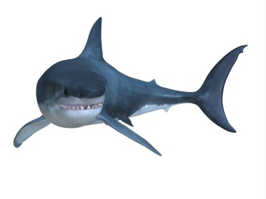 Büyük beyaz köpekbalığı dünya çapında okyanuslarda bulunabilir ve 70 yıla kadar yaşayabilir..