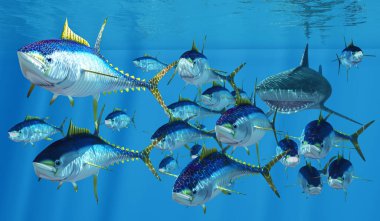 Yellowfin Tuna swim like torpedoes to get away from a Tiger Shark pursuing them in the vast ocean. clipart