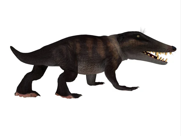 Ambulocetus Primitive Otter Ancestor Whale Lived Pakistan India Eocene Period — Stock Photo, Image