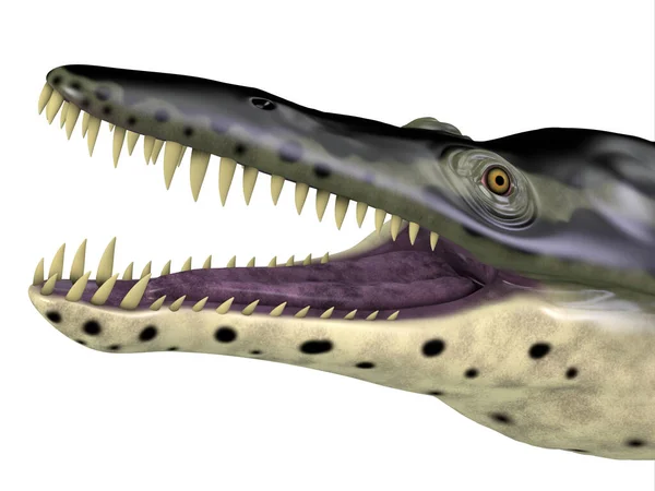 白垩纪 生活在澳大利亚海域的食肉海洋爬行动物龙 — 图库照片