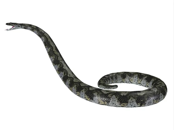 Хищная Плотоядная Змея Титанобоа Жила Время Палеоценового Периода Колумбии Южная — стоковое фото