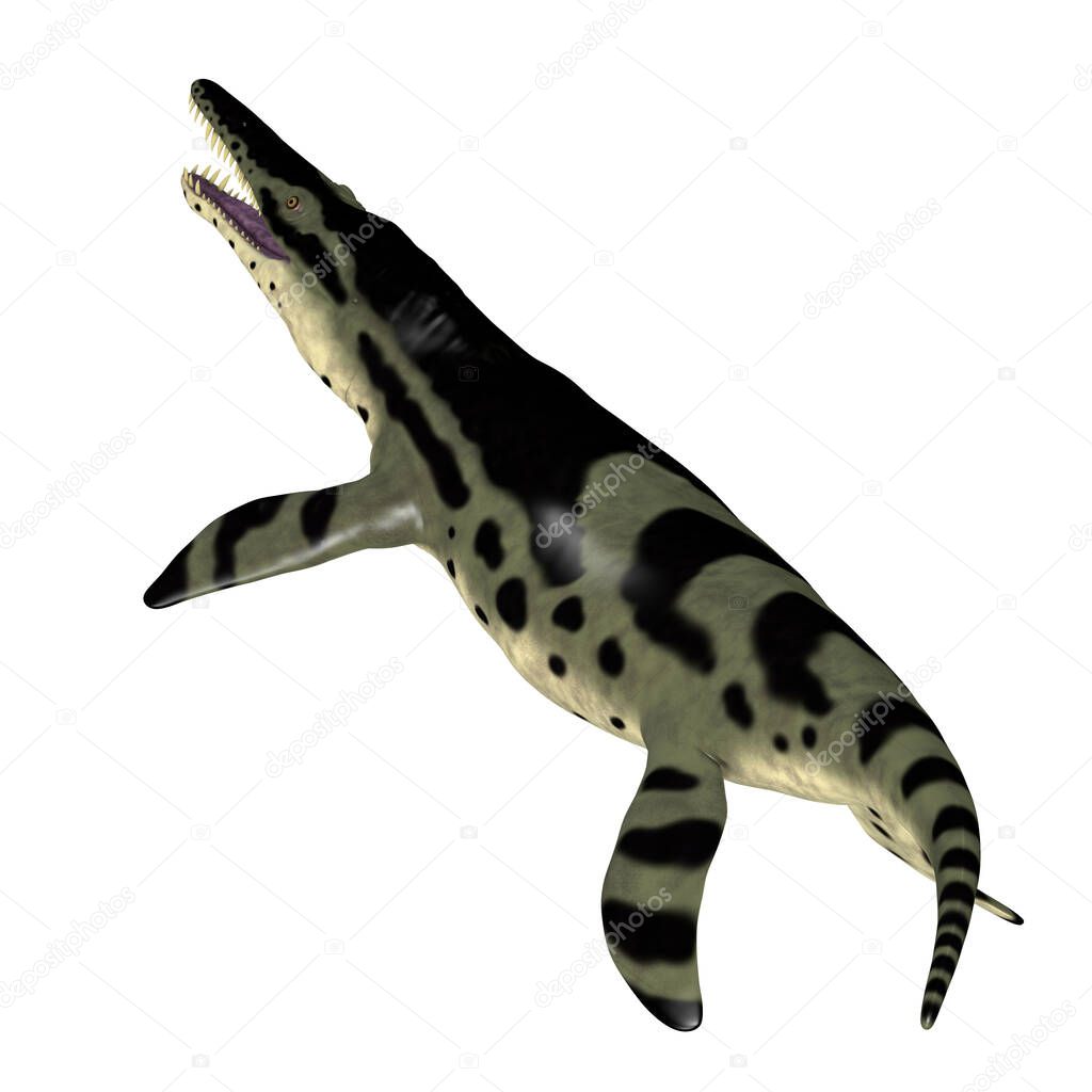 The carnivorous marine reptile Kronosaurus lived in the seas of Australia during the Cretaceous Period.
