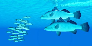 A school of Anchovy fish try to get away from two predatory Barramundi sea bass in the open ocean. clipart