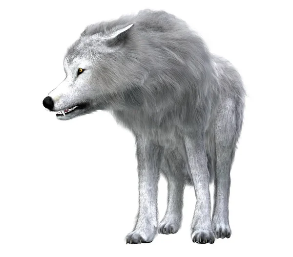 Predatory Dire Wolf Prowled Forests North South America Pleistocene Period — Stock Photo, Image