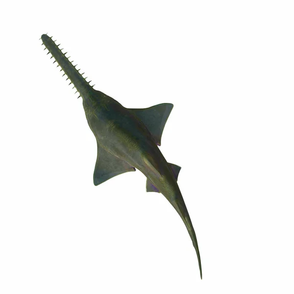 Este Tiburón Depredador Onchopristis Sawfish Vivió Los Mares Varios Países —  Fotos de Stock