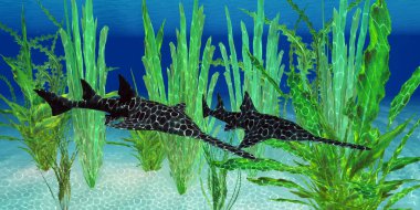 Bu yırtıcı köpekbalığı Onchopristis Sawfish Kretase Dönemi boyunca birçok ülkenin denizlerinde yaşadı..