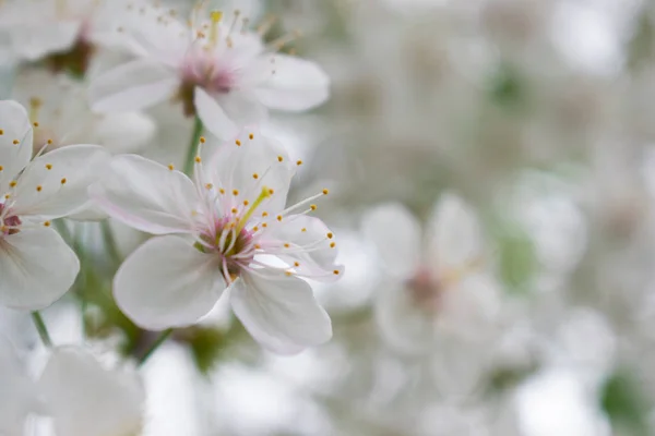 Cherry tree with flowers — Stock Photo, Image