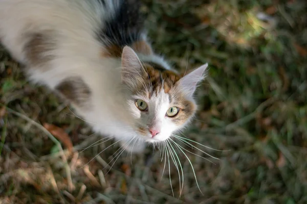 Witte gevlekte kat die naar de camera kijkt 3 — Stockfoto