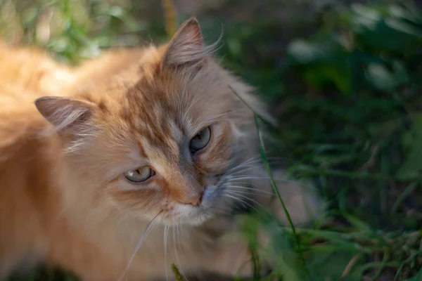 红色悲伤的猫走在绿草1 — 图库照片