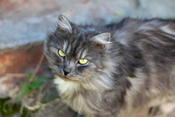 灰色蓬松的猫与威胁的外观1 — 图库照片