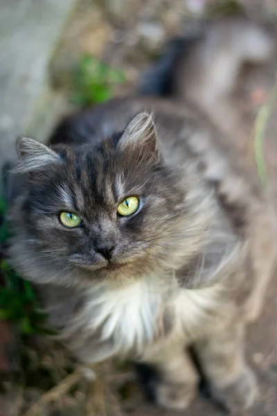 灰色蓬松的猫与威胁的外观2 — 图库照片