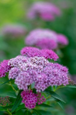 Küçük pembe çiçekler yakın plan 1