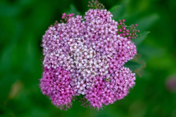Small pink flowers close-up 2 — Stock Photo, Image