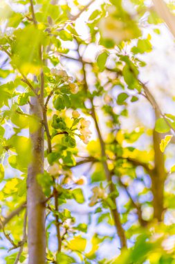 Bloom bahar ormandaki ağacında