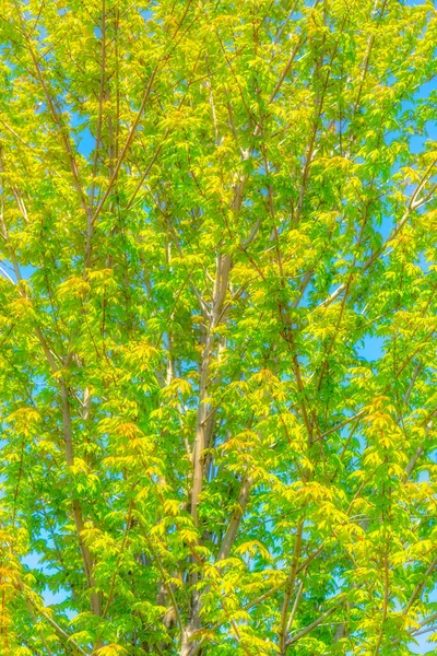 Maple Tree against Bue Sky — Stock Photo, Image