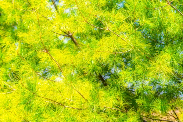 Pine Tree in Spring Forest — Stock Photo, Image