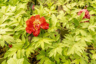 'Kokuryu-nishiki' türünden şakayık çalılar.