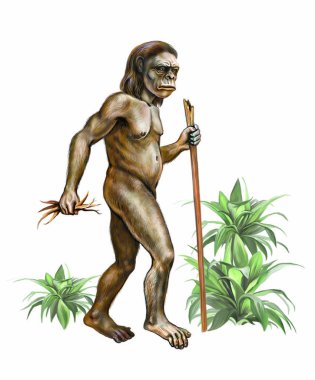 Avustralalopithecus kökleri ve eller sopa ile ayakta, ilkel mağara adamı, beyaz arka planda izole karakter