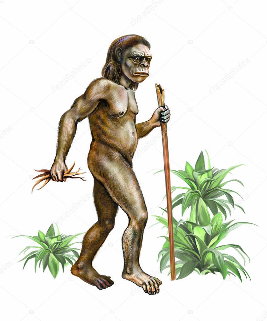 Australopithecus standing with roots and stick in hands, primitive caveman, isolated character on white background