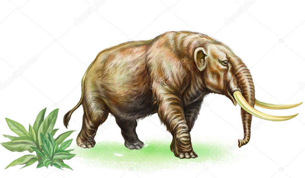 ancient mammoth, extinct mastodon, realistic image isolated on white background