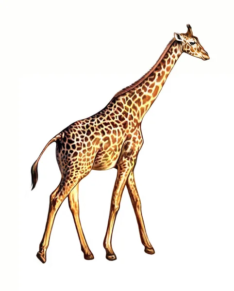 Giraffe Giraffa Camelopardalis Realistic Drawing Illustration Encyclopedia Animal Savannah Isolated — Stock Photo, Image