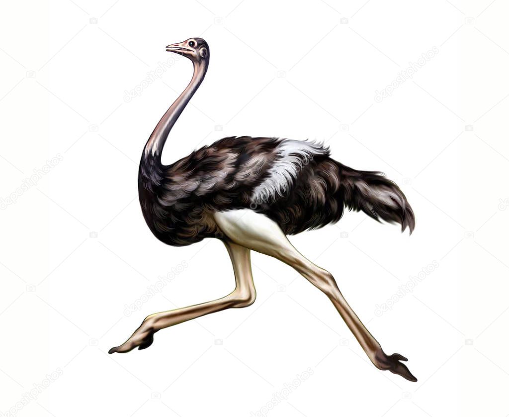 African ostrich (Struthio camelus) running, realistic drawing, illustration for encyclopedia of savannah, isolated image on white background